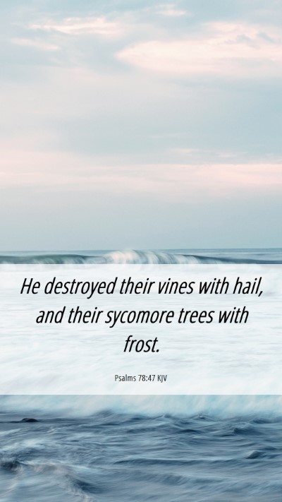 Picture 06 - Psalms 78:47 KJV Mobile Phone Wallpaper - He destroyed their vines with hail, and their - Mobile Bible Verse Wallpaper