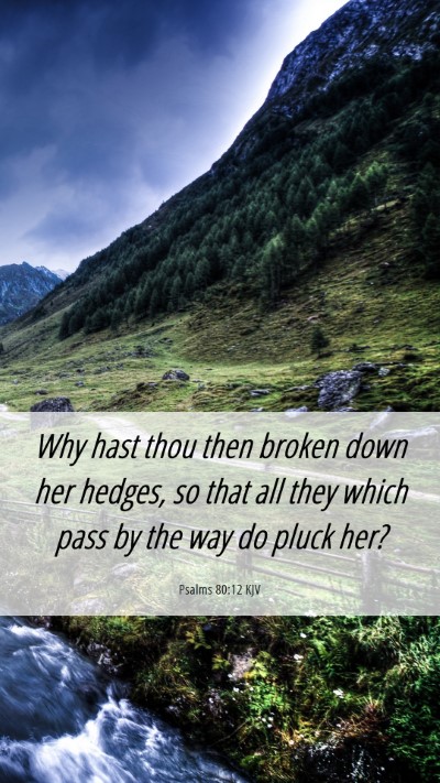 Picture 06 - Psalms 80:12 KJV Mobile Phone Wallpaper - Why hast thou then broken down her hedges, so - Mobile Bible Verse Wallpaper