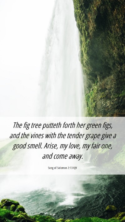 Picture 06 - Song of Solomon 2:13 KJV Mobile Phone Wallpaper - The fig tree putteth forth her green figs, and - Mobile Bible Verse Wallpaper