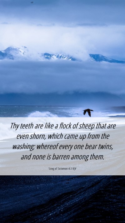 Picture 06 - Song of Solomon 4:2 KJV Mobile Phone Wallpaper - Thy teeth are like a flock of sheep that are even - Mobile Bible Verse Wallpaper