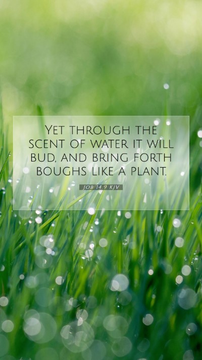 Picture 07 - Job 14:9 KJV Mobile Phone Wallpaper - Yet through the scent of water it will bud, and - Mobile Bible Verse Wallpaper